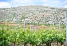 „Тиквеш“ инвестираше во нови лозови насади на 120 хектари