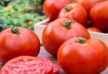 Градинарите од струмичко реагираат: Доматите, краставиците, пиперките, се откупуваат по неисплатливи цени за производителите