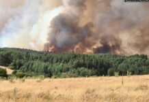 Милионски штети од пожарите, потребни пет децении за обнова на шумите